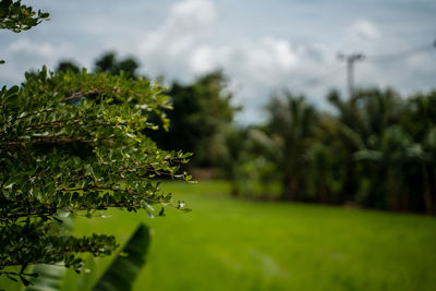 Close-up of fresh green flower trees on field against sky