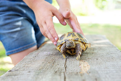 Central asian land turtle crawls on a wooden board and looks into the camera. 