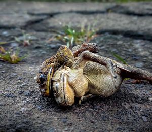 Close-up of caterpillar on a land