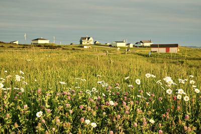 Flowering plants on field by buildings against sky