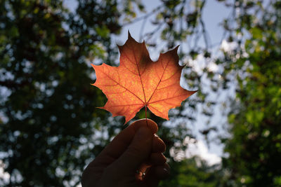 Person holding maple leaf