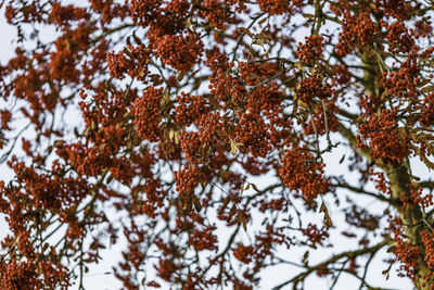 Red winter hawthorn berries on tree branches