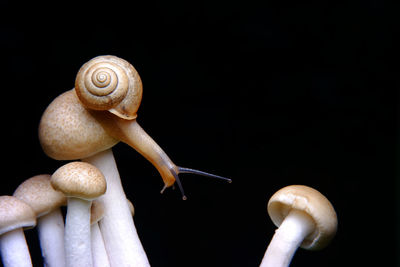 Close-up of snail against black background