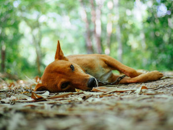 Close-up of dog lying on footpath