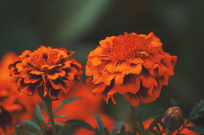 Close-up of orange marigold flowers