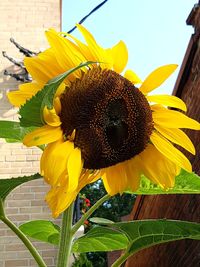 Close-up of sunflower