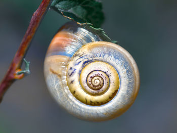 Close-up of snail