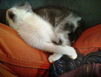 Close-up of cat sleeping on sofa