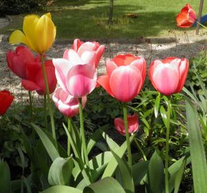 Close-up of pink tulips blooming in field