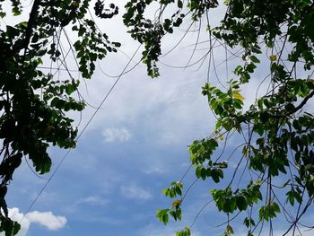 Low angle view of tree against cloudy sky