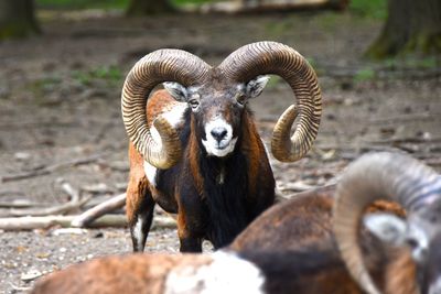 Close-up portrait of elephant on field