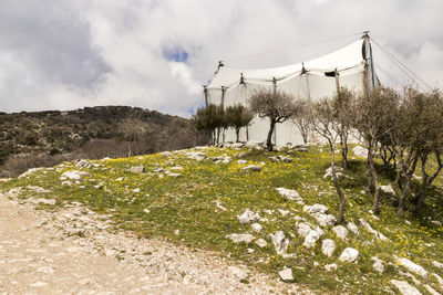 Plants growing on field against sky