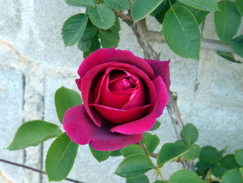 Close-up of pink rose blooming outdoors