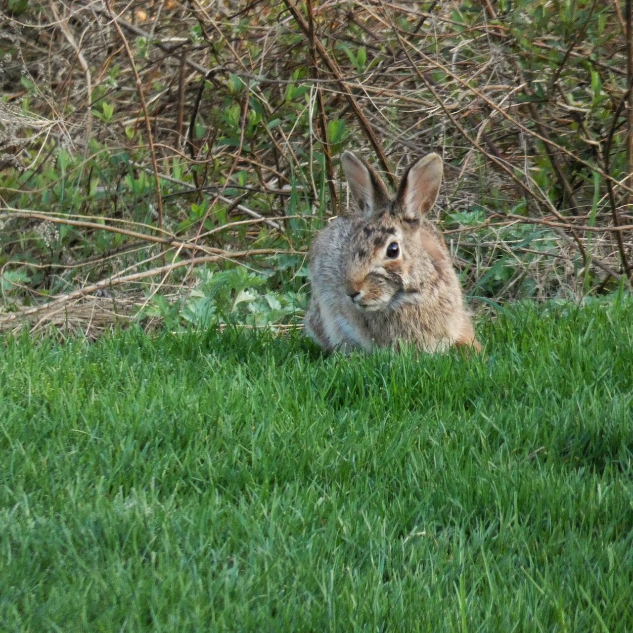 animal, animal themes, mammal, one animal, animal wildlife, grass, animals in the wild, plant, land, vertebrate, field, nature, day, portrait, no people, green color, sitting, domestic animals, pets, looking at camera, animal head