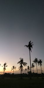 Silhouette palm trees against sky during sunset