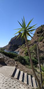 Low angle view of palm trees against clear blue sky