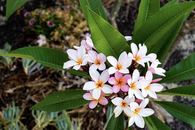 Close-up of white flowering plant