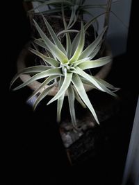 Close-up of potted plant