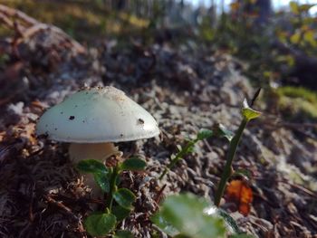 Close-up of mushroom growing outdoors