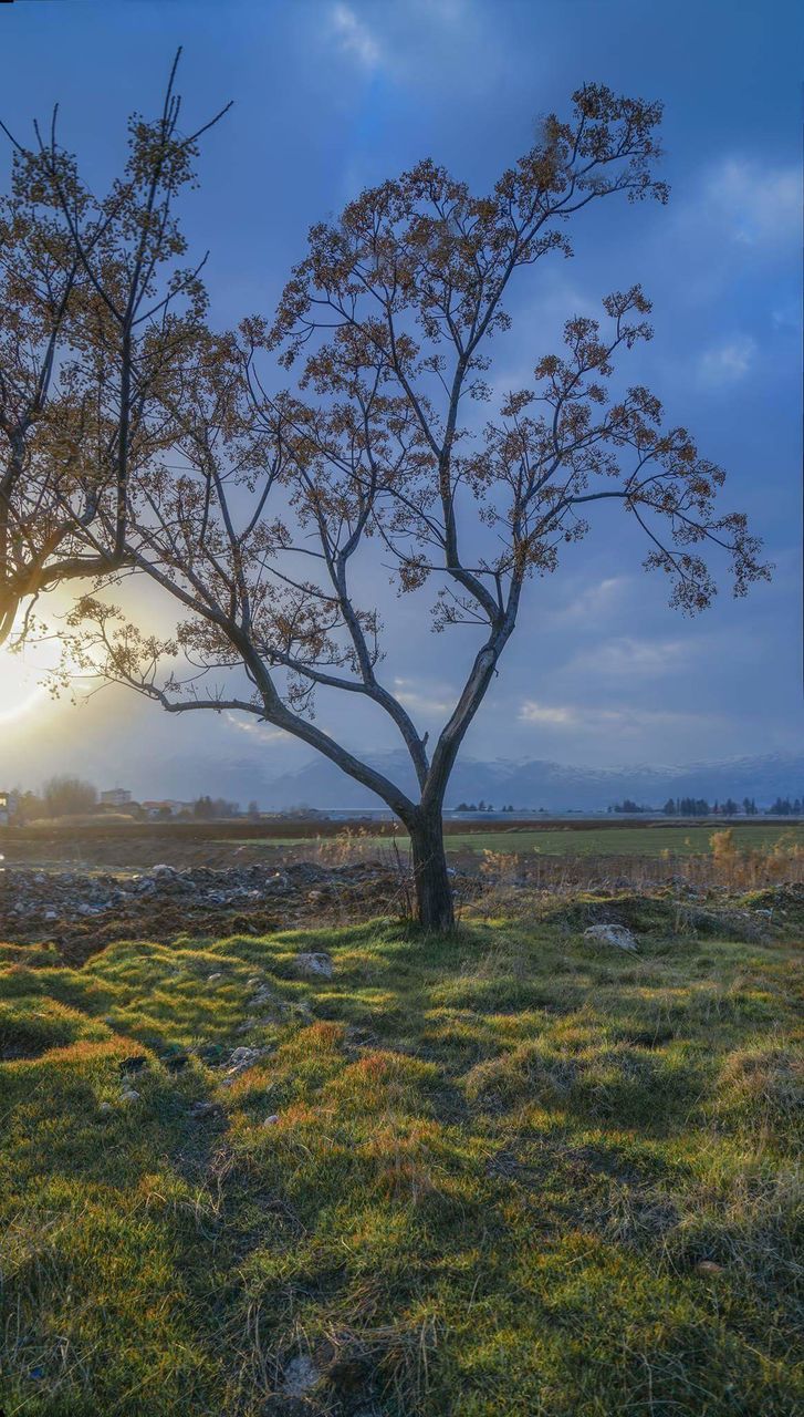 tree, sunset, sky, nature, outdoors, no people, landscape, scenics, water, grass, single tree, beauty in nature, day