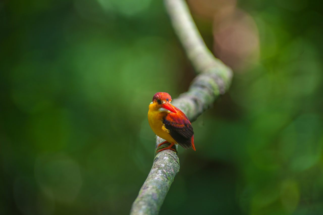 CLOSE-UP OF A BIRD PERCHING ON BRANCH