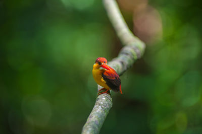 Close-up of bird perching on branch