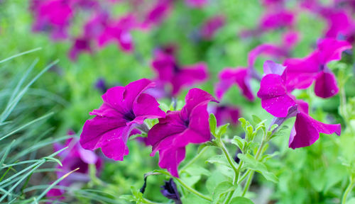 Close-up of pink flowering plant