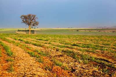 Scenic view of field against clear sky