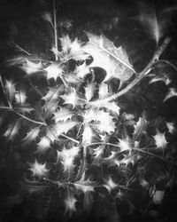 Full frame shot of illuminated plants