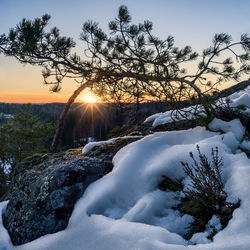 Trees against snow covered plants against sky during sunset