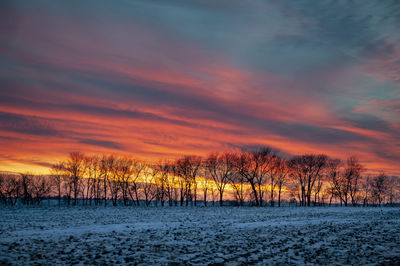 Bare trees on snow covered land during sunset