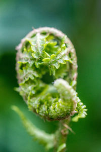 Close-up of fern on green leaf