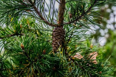 Close-up of pine tree