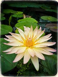 Close-up of lotus water lily in pond