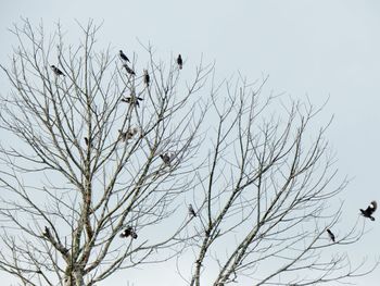 Low angle view of birds perching on bare tree against clear sky