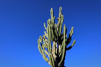 Low angle view of succulent plant against clear blue sky