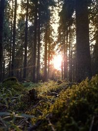 Sunlight streaming through trees in forest