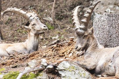 Two mountain goats with huge horns looking into the camera