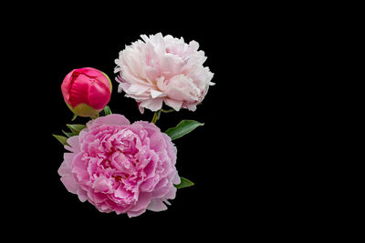 Close-up of pink rose against black background