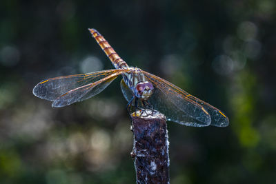 Close-up photo of a dragonfly resting in the shade