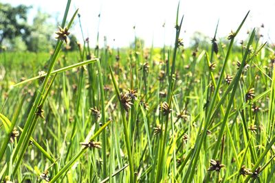 Close-up of insect on grass
