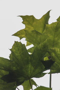 leaf