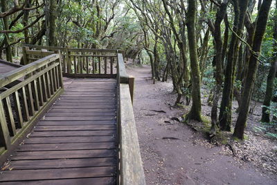 Wooden footbridge amidst trees in forest