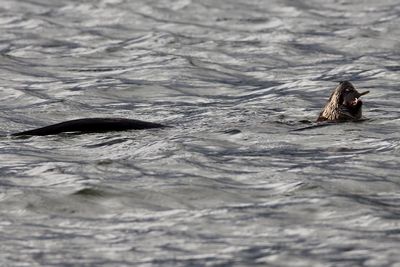 View of otter swimming in sea