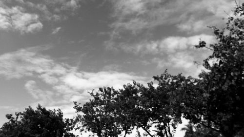 Low angle view of trees against sky