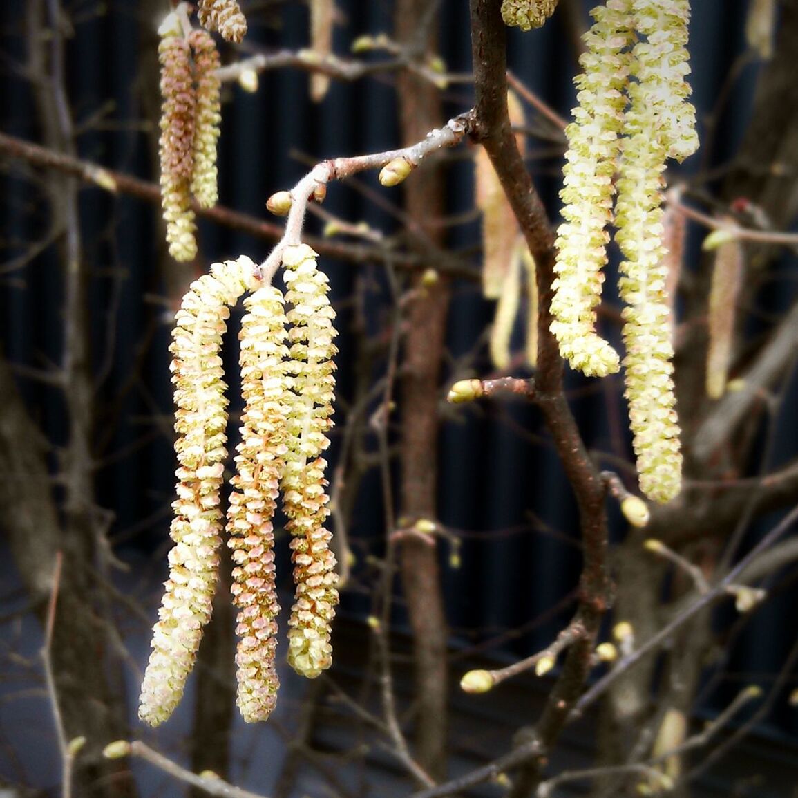 flower, focus on foreground, growth, fragility, close-up, freshness, nature, yellow, plant, beauty in nature, stem, selective focus, branch, blooming, petal, outdoors, day, twig, botany, flower head