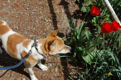 High angle view of dog looking at red tulips