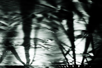 Blurred motion of silhouette trees in forest