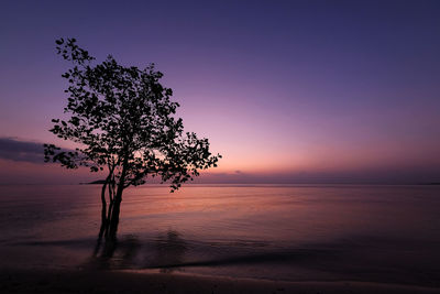 Silhouette tree by sea against sky during sunset