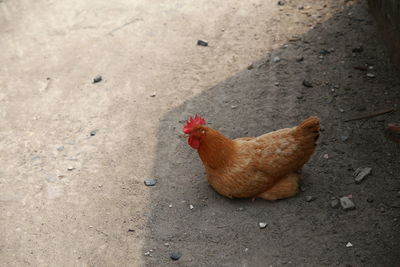 High angle view of rooster
